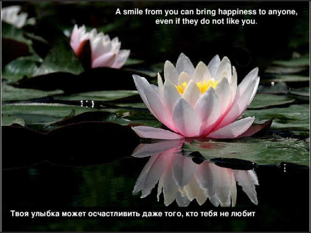 A smile from you can bring happiness to anyone, even if they do not like you . Твоя улыбка может осчастливить даже того, кто тебя не любит