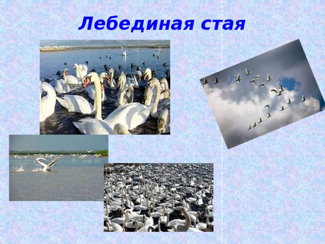 Лебединая стая