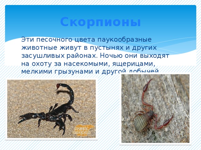 Скорпионы Эти песочного цвета паукообразные животные живут в пустынях и других засушливых районах. Ночью они выходят на охоту за насекомыми, ящерицами, мелкими грызунами и другой добычей.