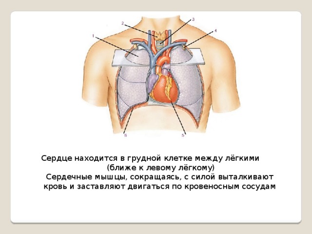 Сердце находится в грудной клетке между лёгкими  (ближе к левому лёгкому) Сердечные мышцы, сокращаясь, с силой выталкивают кровь и заставляют двигаться по кровеносным сосудам