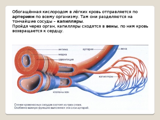 Презентация  по теме "Кровеносная система"  - начальные классы, презентации