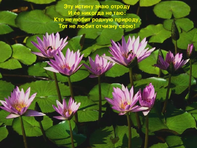 Эту истину знаю отроду  И ее никогда не таю:  Кто не любит родную природу,  Тот не любит отчизну свою!