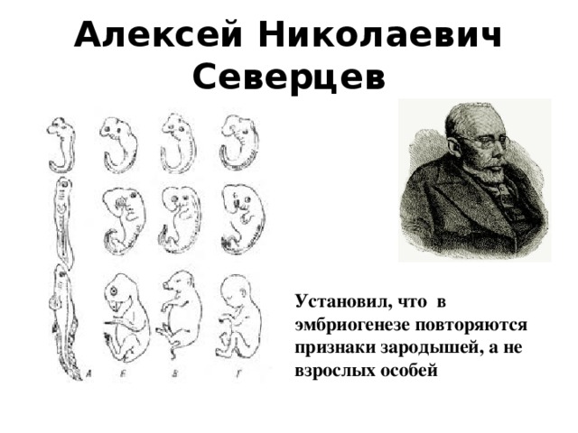 Алексей Николаевич Северцев Установил, что в эмбриогенезе повторяются признаки зародышей, а не взрослых особей