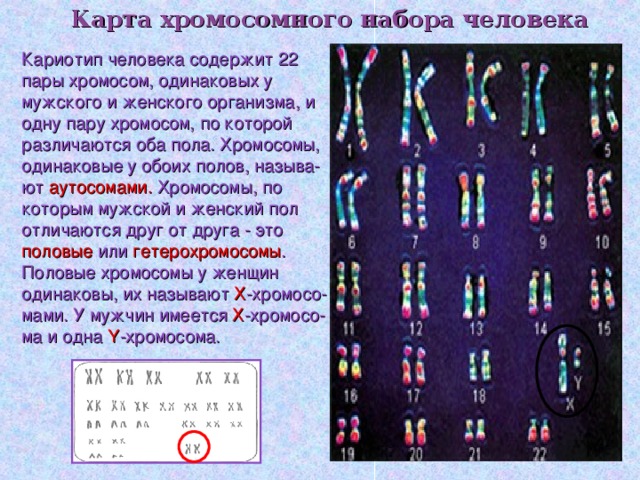 Карта хромосомного набора человека Карта хромосомного набора человека Кариотип человека содержит 22 пары хромосом, одинаковых у мужского и женского организма, и одну пару хромосом, по которой различаются оба пола. Хромосомы, одинаковые у обоих полов, называ-ют аутосомами. Хромосомы, по которым мужской и женский пол отличаются друг от друга - это половые или гетерохромосомы . Половые хромосомы у женщин одинаковы, их называют Х -хромосо-мами. У мужчин имеется Х -хромосо-ма и одна Y -хромосома.