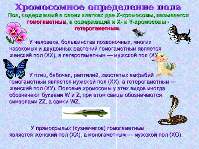 Хромосомное определение пола  Пол, содержащий в своих клетках две Х-хромосомы, называется гомогаметным , а содержащий и Х- и Y -хромосомы - гетерогаметным .   У человека, большинства позвоночных, многих насекомых и двудомных растений гомогаметным является женский пол ( XX ), а гетерогаметным — мужской пол (ХУ).  У птиц, бабочек, рептилий, хвостатых амфибий  гомогаметным является мужской пол ( XX ), а гетерогаметным — женский пол (ХУ). Половые хромосомы у этих видов иногда обозначают буквами W и Z , при этом самцы обозначаются символами ZZ , а самки WZ .   У прямокрылых (кузнечиков) гомогаметным является женский пол ( XX ), а моногаметным — мужской пол (ХО).