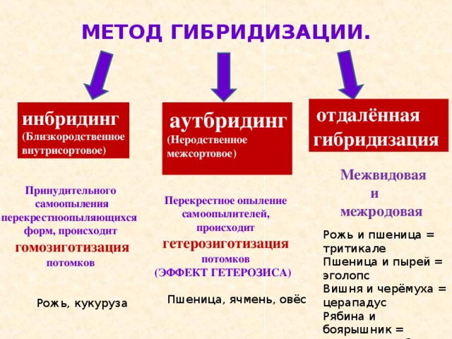 Гибридизация схема биология