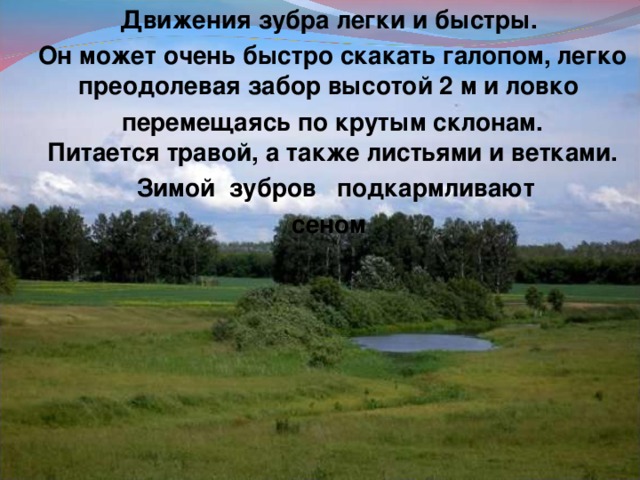 Движения зубра легки и быстры.  Он может очень быстро скакать галопом, легко преодолевая забор высотой 2 м и ловко  перемещаясь по крутым склонам.  Питается травой, а также листьями и ветками.  Зимой зубров подкармливают сеном