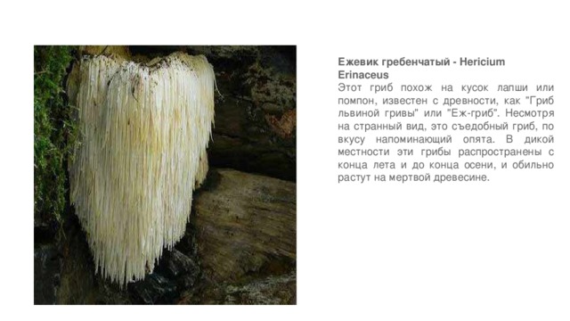 Ежевик гребенчатый - Hericium Erinaceus Этот гриб похож на кусок лапши или помпон, известен с древности, как 