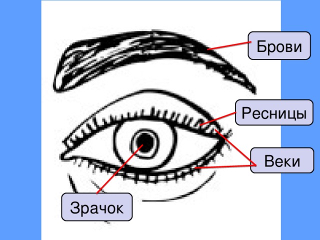 Брови Ресницы Веки Зрачок