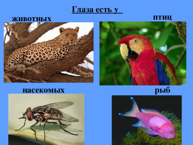 Глаза есть у птиц животных насекомых рыб