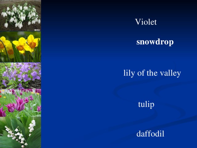Violet snowdrop lily of th е valley tulip daffodil