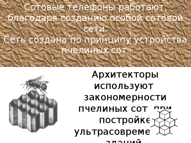 Сотовые телефоны работают, благодаря созданию особой сотовой сети.  Сеть создана по принципу устройства пчелиных сот.    Архитекторы используют закономерности пчелиных сот при постройке ультрасовременных зданий.