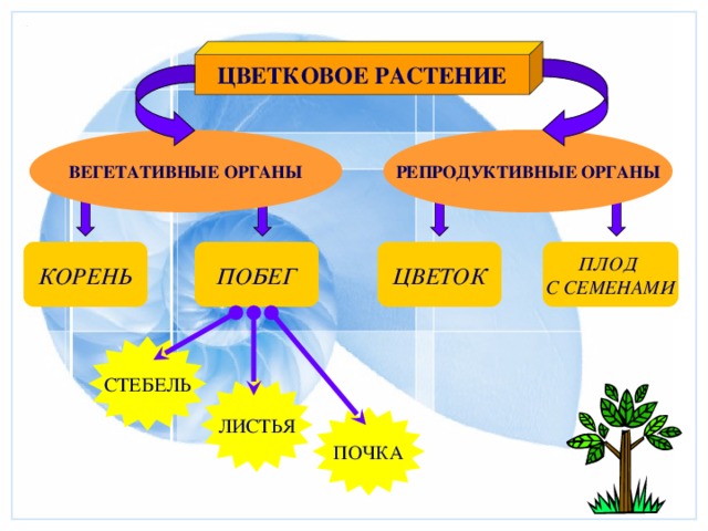 ЦВЕТКОВОЕ РАСТЕНИЕ ВЕГЕТАТИВНЫЕ ОРГАНЫ РЕПРОДУКТИВНЫЕ ОРГАНЫ ПЛОД ЦВЕТОК ПОБЕГ КОРЕНЬ С СЕМЕНАМИ СТЕБЕЛЬ ЛИСТЬЯ ПОЧКА