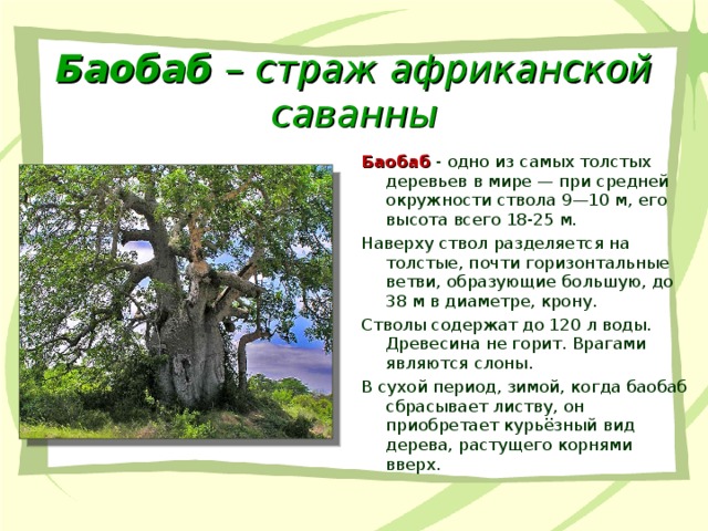 Баобаб – страж африканской саванны Баобаб - одно из самых толстых деревьев в мире — при средней окружности ствола 9—10 м, его высота всего 18-25 м. Наверху ствол разделяется на толстые, почти горизонтальные ветви, образующие большую, до 38 м в диаметре, крону. Стволы содержат до 120 л воды. Древесина не горит. Врагами являются слоны. В сухой период, зимой, когда баобаб сбрасывает листву, он приобретает курьёзный вид дерева, растущего корнями вверх.