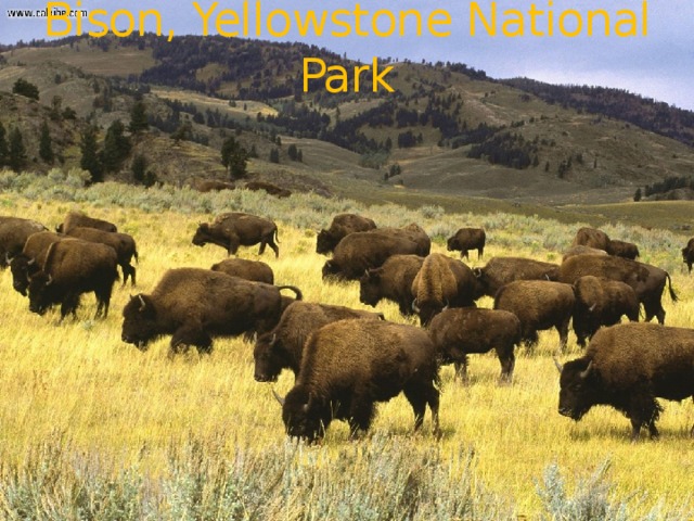 Bison, Yellowstone National Park