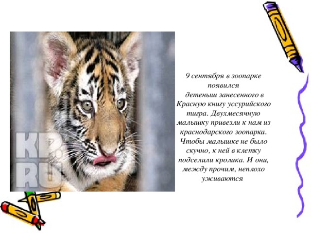 9 сентября в зоопарке появился  детеныш занесенного в Красную книгу уссурийского тигра. Двухмесячную малышку привезли к нам из краснодарского зоопарка. Чтобы малышке не было скучно, к ней в клетку подселили кролика. И они, между прочим, неплохо уживаются