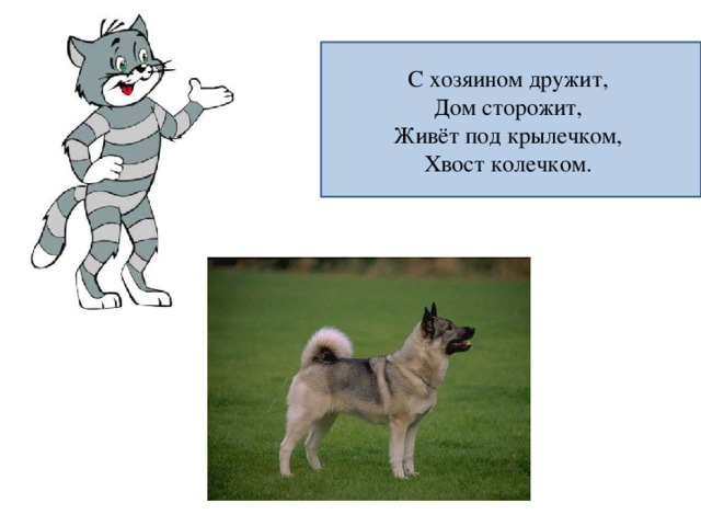 С хозяином дружит,   Дом сторожит,   Живёт под крылечком,   Хвост колечком. 