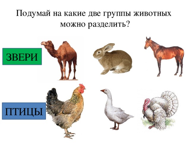 Подумай на какие две группы животных можно разделить? ЗВЕРИ ПТИЦЫ