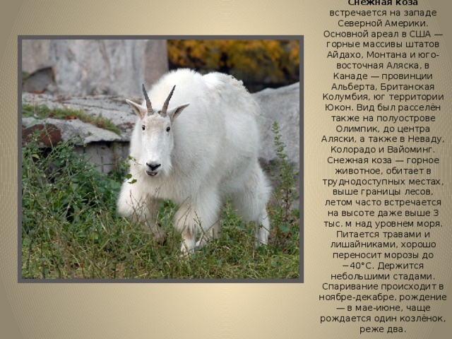 Снежная коза встречается на западе Северной Америки. Основной ареал в США — горные массивы штатов Айдахо, Монтана и юго-восточная Аляска, в Канаде — провинции Альберта, Британская Колумбия, юг территории Юкон. Вид был расселён также на полуострове Олимпик, до центра Аляски, а также в Неваду, Колорадо и Вайоминг.  Снежная коза — горное животное, обитает в труднодоступных местах, выше границы лесов, летом часто встречается на высоте даже выше 3 тыс. м над уровнем моря. Питается травами и лишайниками, хорошо переносит морозы до −40°С. Держится небольшими стадами. Спаривание происходит в ноябре-декабре, рождение — в мае-июне, чаще рождается один козлёнок, реже два.