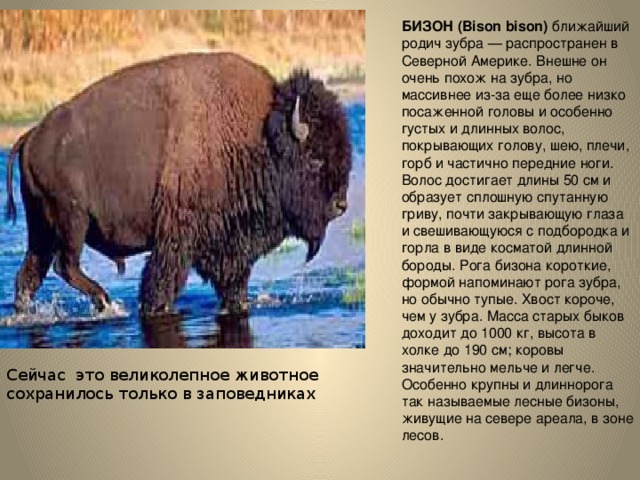 БИЗОН (Bison bison) ближайший родич зубра — распространен в Северной Америке. Внешне он очень похож на зубра, но массивнее из-за еще более низко посаженной головы и особенно густых и длинных волос, покрывающих голову, шею, плечи, горб и частично передние ноги. Волос достигает длины 50 см и образует сплошную спутанную гриву, почти закрывающую глаза и свешивающуюся с подбородка и горла в виде косматой длинной бороды. Рога бизона короткие, формой напоминают рога зубра, но обычно тупые. Хвост короче, чем у зубра. Масса старых быков доходит до 1000 кг, высота в холке до 190 см; коровы значительно мельче и легче. Особенно крупны и длиннорога так называемые лесные бизоны, живущие на севере ареала, в зоне лесов. Сейчас это великолепное животное сохранилось только в заповедниках