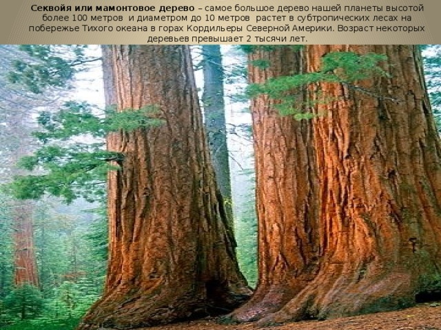 Секвойя или мамонтовое дерево – самое большое дерево нашей планеты высотой более 100 метров и диаметром до 10 метров растет в субтропических лесах на побережье Тихого океана в горах Кордильеры Северной Америки. Возраст некоторых деревьев превышает 2 тысячи лет.