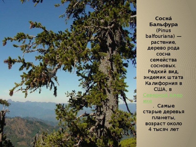 Сосна́ Бальфура (Pinus balfouriana) — растение, дерево рода сосна семейства сосновых. Редкий вид, эндемик штата Калифорния в США, в Северной Америке . Самые старые деревья планеты, возраст около 4 тысяч лет