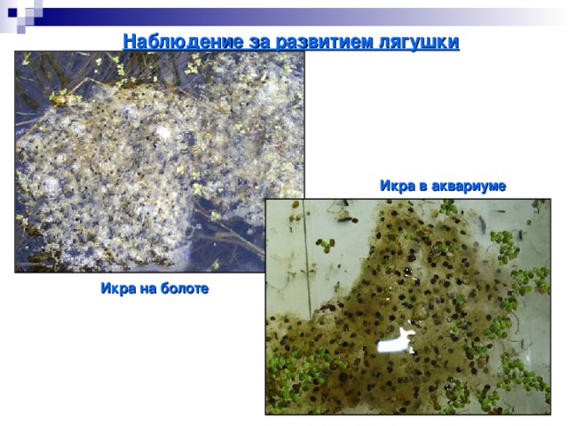 Наблюдение за развитием лягушки Икра в аквариуме Икра на болоте