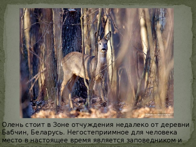 Олень стоит в Зоне отчуждения недалеко от деревни Бабчин, Беларусь. Негостеприимное для человека место в настоящее время является заповедником и кишит различными дикими животными.  