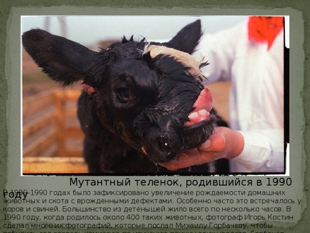 Мутантный теленок, родившийся в 1990 году В 1989-1990 годах было зафиксировано увеличение рождаемости домашних животных и скота с врожденными дефектами. Особенно часто это встречалось у коров и свиней. Большинство из детенышей жило всего по несколько часов. В 1990 году, когда родилось около 400 таких животных, фотограф Игорь Костин сделал много их фотографий, которые послал Михаилу Горбачеву, чтобы побудить его создать комиссию по изучению причин этих уродств. Горбачев никак не прореагировал.