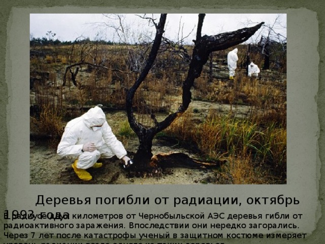 Деревья погибли от радиации, октябрь 1993 года В радиусе двух километров от Чернобыльской АЭС деревья гибли от радиоактивного заражения. Впоследствии они нередко загорались. Через 7 лет после катастрофы ученый в защитном костюме измеряет уровень радиации возле одного из таких деревьев.