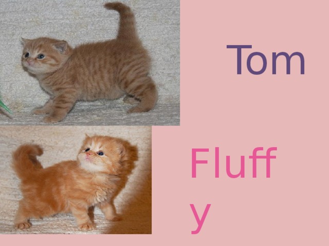 Tom Fluffy