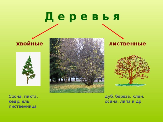 Д е р е в ь я хвойные лиственные Сосна, пихта, кедр, ель, лиственница дуб, береза, клен, осина, липа и др.