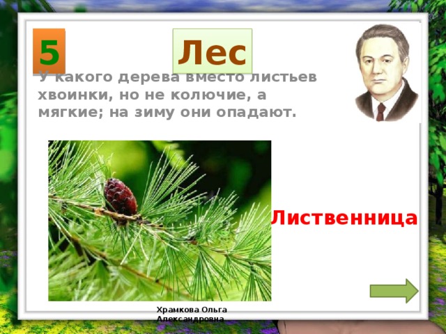 5 Лес У какого дерева вместо листьев хвоинки, но не колючие, а мягкие; на зиму они опадают. Лиственница Храмкова Ольга Александровна