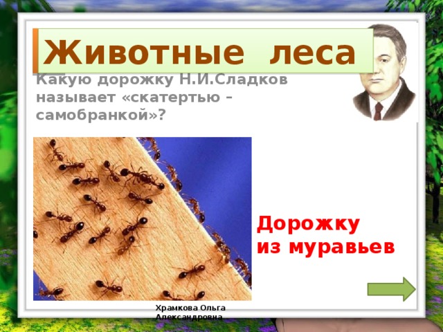 2 Животные леса Какую дорожку Н.И.Сладков называет «скатертью – самобранкой»? Дорожку из муравьев Храмкова Ольга Александровна