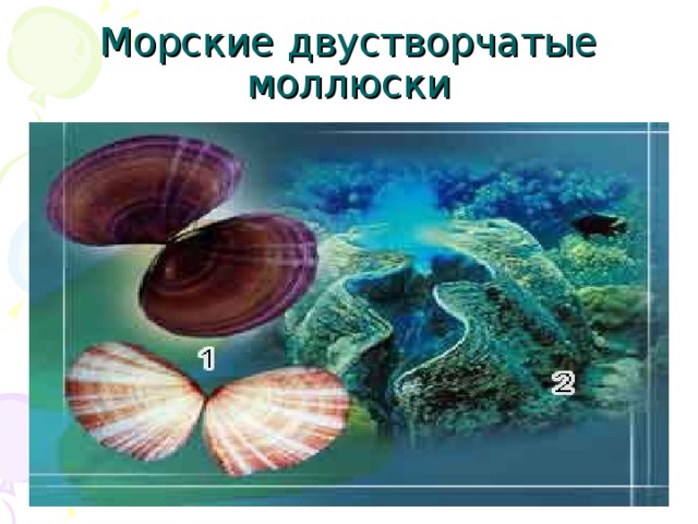 Морские двустворчатые моллюски
