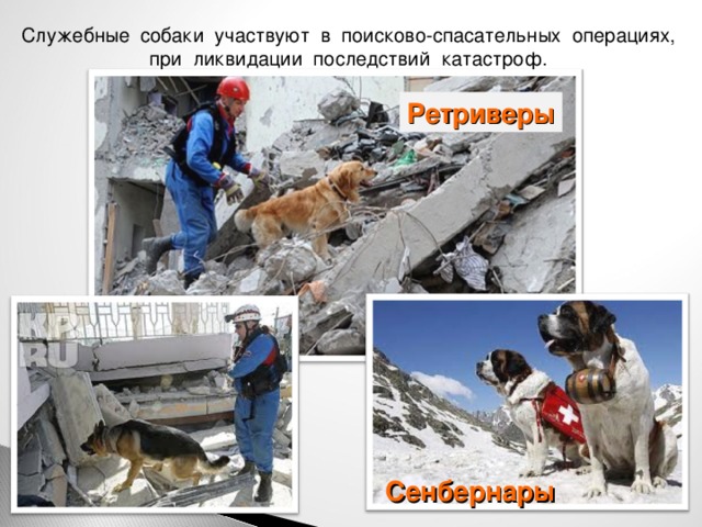 Служебные собаки участвуют в поисково-спасательных операциях, при ликвидации последствий катастроф. Ретриверы Сенбернары