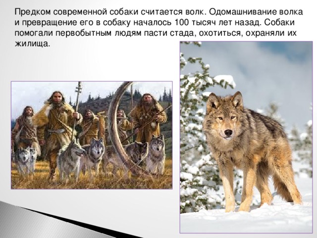 Предком современной собаки считается волк. Одомашнивание волка и превращение его в собаку началось 100 тысяч лет назад. Собаки помогали первобытным людям пасти стада, охотиться, охраняли их жилища.