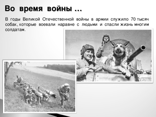 Во время войны … В годы Великой Отечественной войны в армии служило 70 тысяч собак, которые воевали наравне с людьми и спасли жизнь многим солдатам.