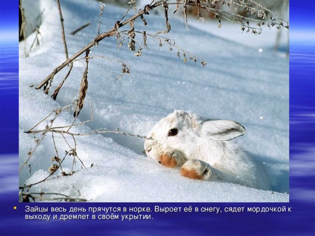 Зайцы весь день прячутся в норке. Выроет её в снегу, сядет мордочкой к выходу и дремлет в своём укрытии.