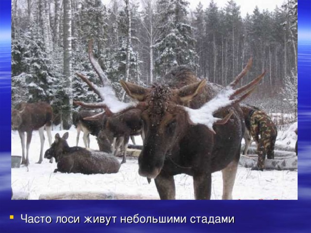 Часто лоси живут небольшими стадами