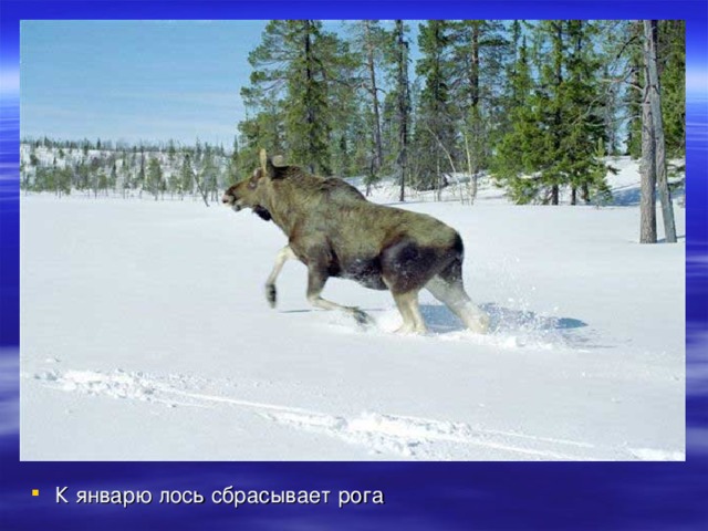 К январю лось сбрасывает рога