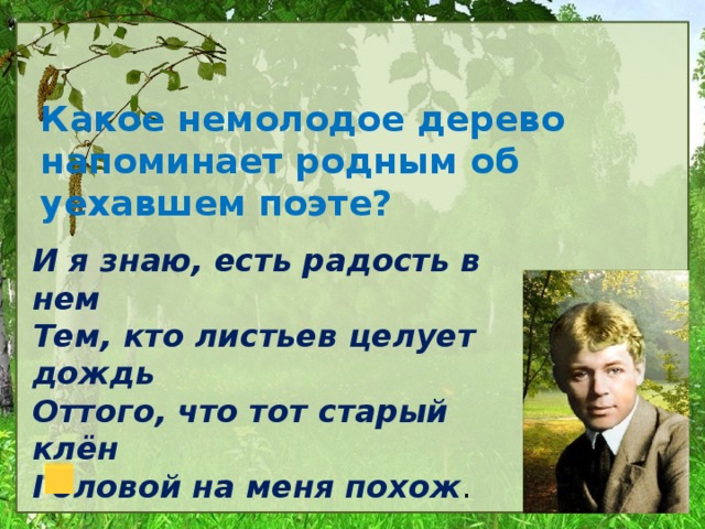 Какое немолодое дерево напоминает родным об уехавшем поэте? И я знаю, есть радость в нем Тем, кто листьев целует дождь Оттого, что тот старый клён Головой на меня похож .