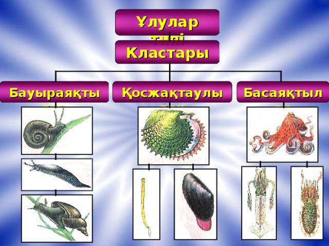 Ұлулар типі Кластары Қосжақтаулылар Басаяқтылар Бауыраяқтылар