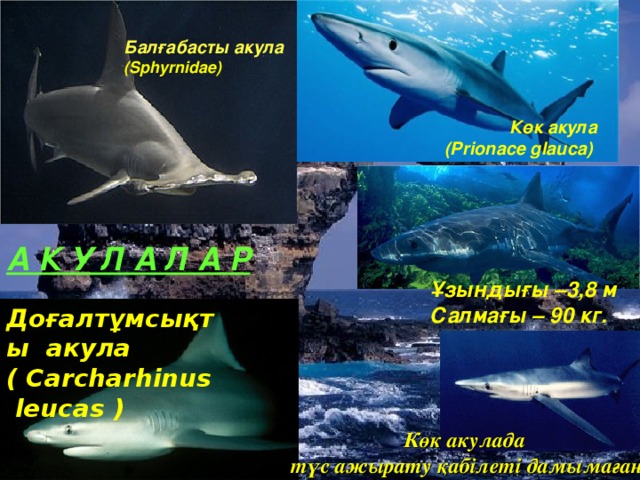 Балғабасты акула (Sphyrnidae) Көк акула (Prionace glauca)  А К У Л А Л А Р Ұзындығы –3,8 м Салмағы – 90 кг. Доғалтұмсықты акула ( Carcharhinus leucas ) Көк акулада түс ажырату қабілеті дамымаған
