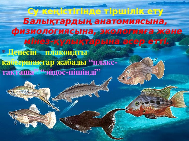 Су кеңістігінде тіршілік ету Балықтардың анатомиясына, физиологиясына, экологияға және мінез-құлықтарына әсер етті. * Денесін плакоидты қабыршақтар жабады  “плакс-тақташа” “эйдос-пішінді”