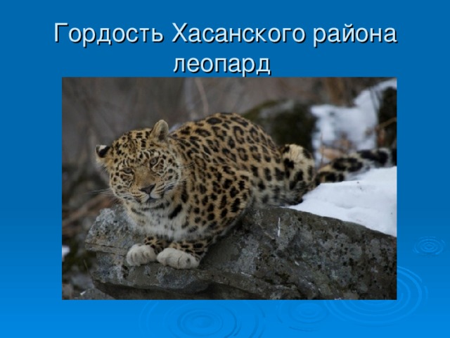 Гордость Хасанского района  леопард
