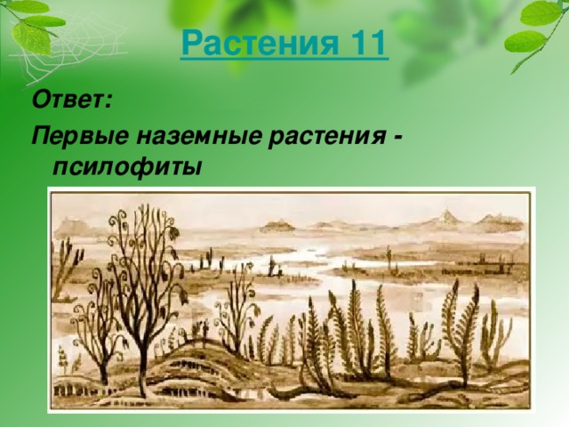 На рисунке изображены первые наземные растения которые вероятно произошли от