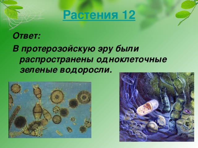 Растения 12 Ответ: В протерозойскую эру были распространены одноклеточные зеленые водоросли.
