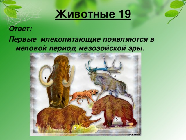 Животные 19 Ответ: Первые млекопитающие появляются в меловой период мезозойской эры.