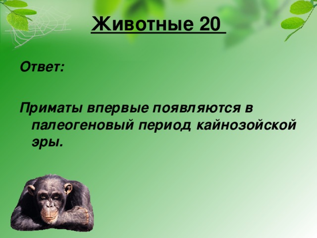 Животные 20 Ответ:  Приматы впервые появляются в палеогеновый период кайнозойской эры.